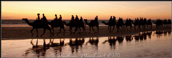Camels at sunset on an incoming tide. Broome Australia by Andrew Macleod 